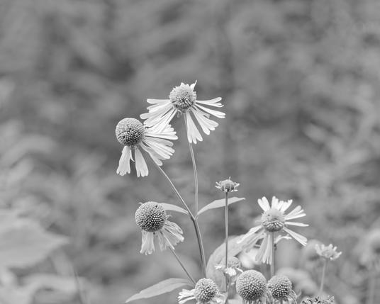 Monochrome image of flowers that have great big spherical discs and sporadic ray flowers with masses of blurry angular foliage in the background