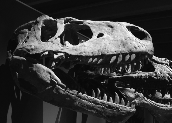 Black and white photograph of a dinosaur skull, showcasing the upper and lower jaws with large, sharp teeth, eye sockets, and the overall textured surface, displayed in a museum exhibit.
