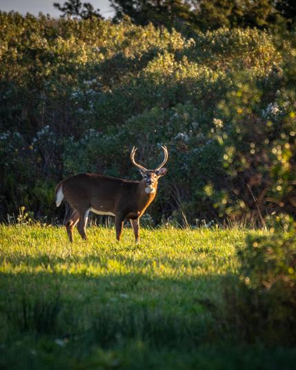 A photograph of a large white-tailed deer with a 6-point rack standing on a grassy field in the sun, with green foliage behind it. 
