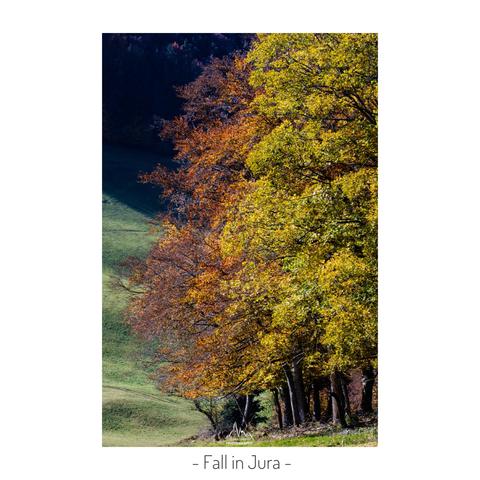 Coloured tree in autumn. This picture was taken in the Jura area of Switzerland.
