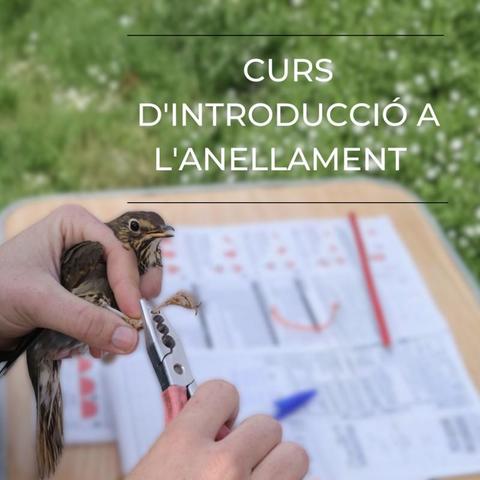 Text: Curs d'introducció a l'anellament
Imatge: Unes mans tenen agafat un ocell i li estan posant una anella