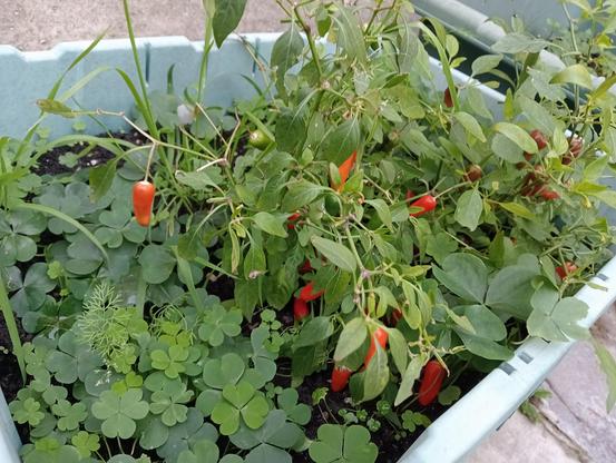 An apache chilli plant, with multiple red chillies ready to harvest