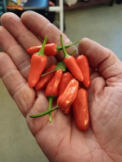 A handful of red apache chillies