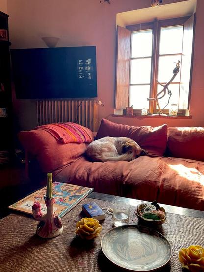 Cornelia's dog Jake on the sofa