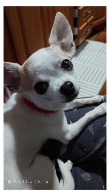 La chihuahua Soffy está echada encima de mi muslo y tiene su cabecita girada hacia mí, mirándome con sus enormes ojos. Las orejas también las tiene tiesas para escuchar si le digo algo.