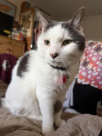 A white and gray cat sits on a quilt, looking slightly off to the side. The cat has green eyes, a collar with a tag, and is in an indoor setting with furniture and clothing in the background.
