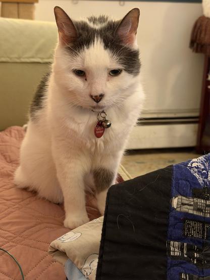 A gray-and-white cat sits on a quilted surface, looking intently at something in front of it. The cat has a collar with a bell and a tag, and the background features a cozy indoor setting with soft furnishings.
