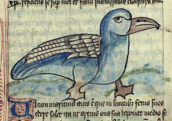Between text on a manuscript page, a brown-winged blue bird with a firmly closed, long hooked brown beak is stomping across the page towards the right on large brown webbed feet. It appears to be giving the viewer the side-eye and appears to be scowling. It is unclear if it is walking on a shore or on the blue waves of the background. It is oddly rounded and short. Image from Kongelige Bibliotek, GKS 1633 4° (Bestiary of Ann Walsh), folio 36v.