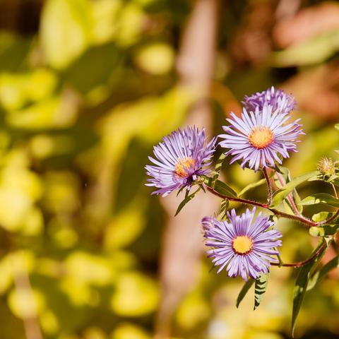 Three flowers with yellow discs and numerous long and narrow purple ray petals with a blurry collection of leaves and stems is in the far background