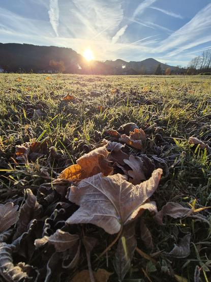 A frosty meadow glistens under the soft light of a rising or setting sun, its golden rays piercing through the crisp morning or evening air. The grass, dusted with a delicate layer of frost, sparkles like scattered diamonds, while clusters of large, frost-kissed leaves dominate the foreground. Each leaf, edged with a thin layer of ice, captures the sunlight, creating a delicate interplay of light and shadow.

In the distance, rolling hills and the silhouette of mountains frame the horizon, thei…