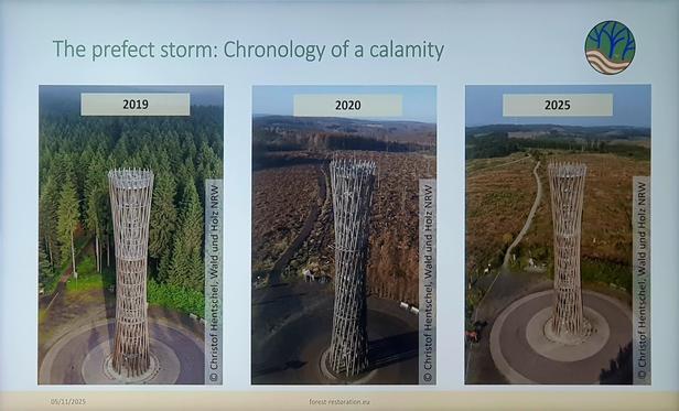 Dieses Bild zeigt drei Luftaufnahmen, die eine verändernde Waldlandschaft im Zeitverlauf zeigen. Jede Aufnahme ist mit einem Jahr beschriftet: 2019, 2020 und 2025. Das Bild von 2019 zeigt einen dichten, grünen Wald mit vielen Bäumen. Im Bild von 2020 sind viele Bäume gefällt, wodurch ein Raster aus Baumstümpfen sichtbar wird. Im Bild von 2025 sind die meisten Baumstümpfe verschwunden, und der Wald beginnt wieder zu wachsen, mit vereinzelten jungen Bäumen. Unterhalb der Bilder steht jeweils „© C…