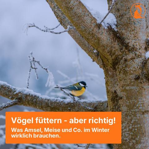 Bewertungen zu alltagsfuchs.de