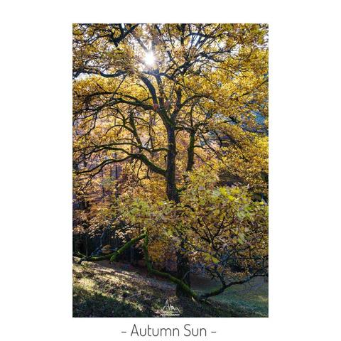 Sun shining through a vey coloured tree in the Jura mountains during fall.