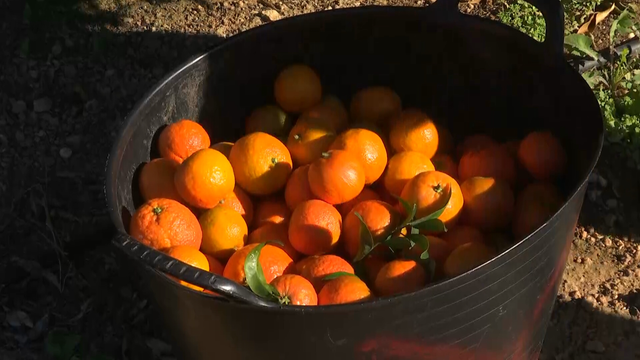 Cau la producció de mandarines i taronges per les elevades temperatures del mes de juny i els aiguats de l'octubre (3CatInfo)