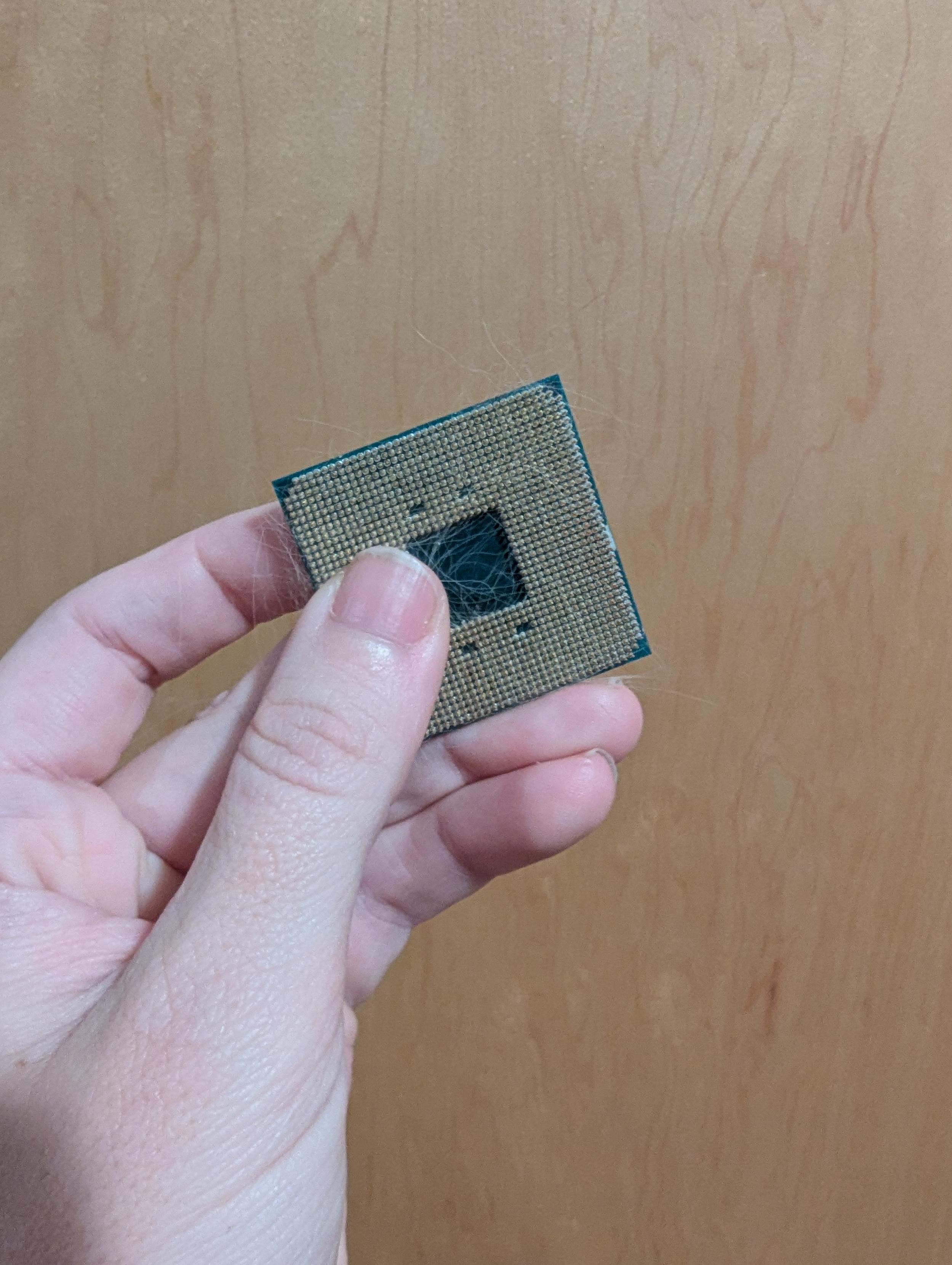 Holding up a CPU. It's slightly covered in cat hair, as if it's been used as a cat brush before making this joke (maybe it has)