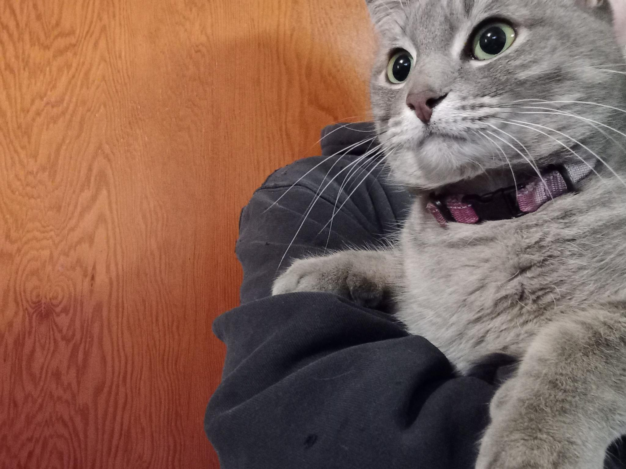A grey stripey cat with a pink collar, being held by a person in a black hoodie. She's staring off into space, no doubt contemplating something very important.