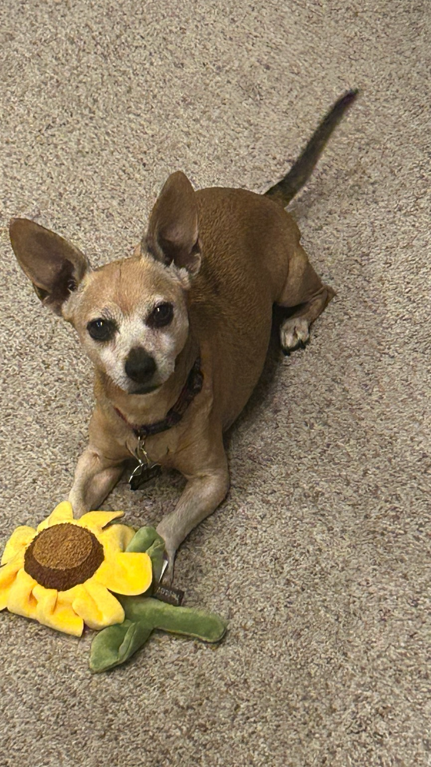 The most adorable chiweenie with a giant sunflower plush 🌻