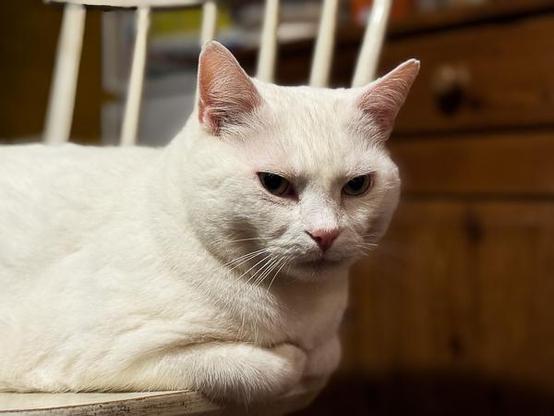 White cat on chair