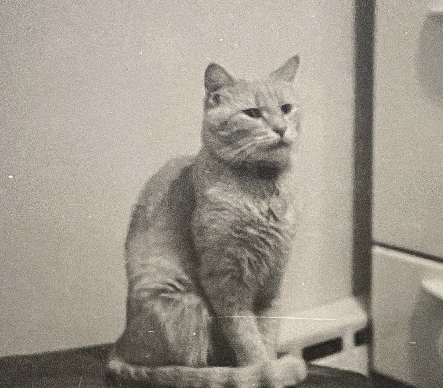 Black and white photo of a beautiful shorthaired tabby cat, my guess is ginger, sitting up on a box or bench or something in front of a white oven.