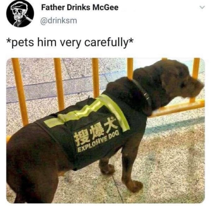 A tweet meme. The tweet is by "Father Drinks McGee" (@drinksm) and says, "pets him very carefully". Below the tweet is a blurry photo of a dark-colored dog, possibly a Labrador, wearing a black vest. The vest has yellow text in Chinese (搜爆犬) and English ("EXPLOSIVE DOG") written on it.