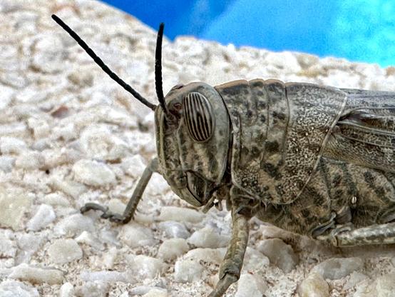 Wanderheuschrecke (Locusta migratoria)