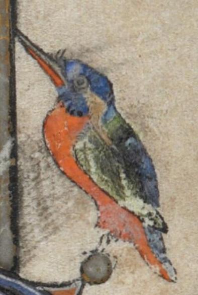 A blue-headed kingfisher with a raised orange-brown beak looking to the left. It has an orange-brown belly, folded greenish wings and a blue back and tail. It is surprisingly realistic and detailed even to the facial stripe of a pale fawn. Image from British Library, Additional MS 24686 (Alphonso Psalter), folio 11r.