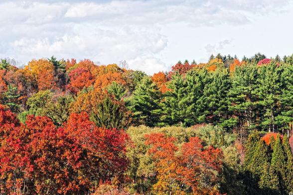 The bottom 2/3 of the frame is filled with trees and the 1/3 above is a turbulent cloudy sky:  some trees are green evergreens, others are red and orange.