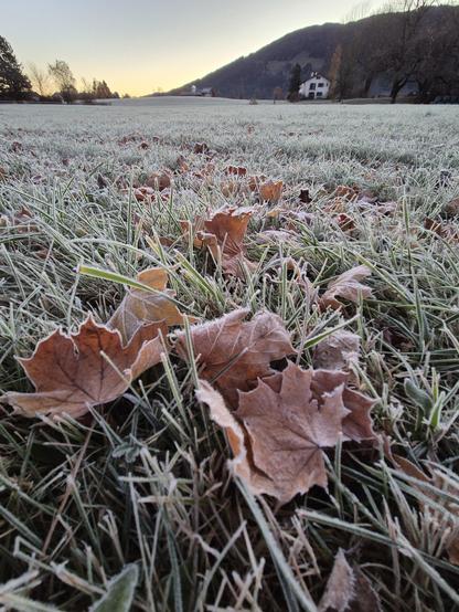 A tranquil field stretches out under the soft glow of dawn or dusk, its grass blades dusted with a delicate layer of frost that shimmers in the pale light. Scattered among the frosted grass, broad autumn leaves—edged with ice—catch the eye, their intricate veins and rich hues of orange and brown standing out against the silvery landscape. The frost clings to each leaf, transforming them into fragile works of art.

In the background, the gentle rise of a hill is silhouetted against a sky painted…