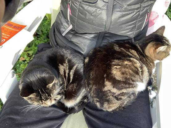 Cyperse poesjes Billie (links) en Coco verwarmen mijn schoot en zitten er daardoor zelf ook warmpjes bij.