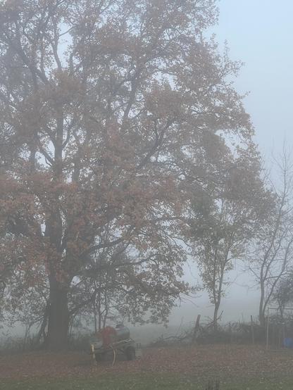 Ein großer Baum mit herbstlich braun vertrocknetem Laub im Nebel. Darunter steht in einem dichten Teppich aus gefallenem Laub ein Anhänger mit einem Wassertank als Viehtränke