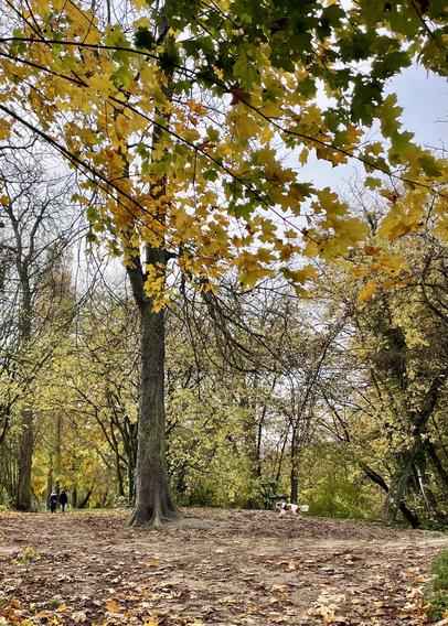 A serene outdoor scene featuring trees with yellow and green leaves, a dirt path covered with fallen leaves, and two people walking in the distance. A small dog is also visible near the path. The background includes a variety of trees in a wooded area.