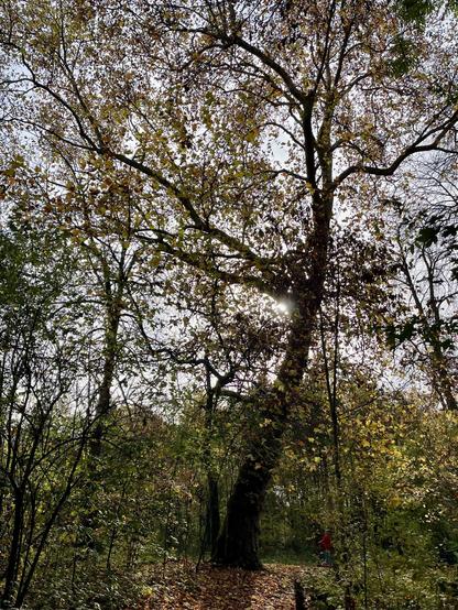 A tall tree with autumn leaves, illuminated by sunlight, stands in a forest. The ground is covered with fallen leaves, and a person in red can be seen walking in the background.