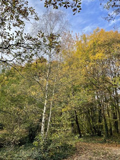 A serene forest scene featuring tall trees with autumn foliage. Birch trees stand out with their white bark, surrounded by greenery and branches displaying leaves in shades of yellow and orange. The sky is partly cloudy, adding a calm atmosphere to the landscape.