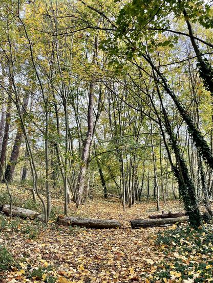 A wooded area featuring trees with autumn foliage. The ground is covered with fallen leaves, and several logs are visible. The scene is serene and captures the essence of fall.