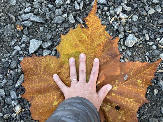A Caucasian hand, wearing a wedding band, laid atop a brown leaf lying in gravel. The leaf dwarfs the hand in size.