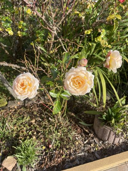 three light orange roses in full bloom