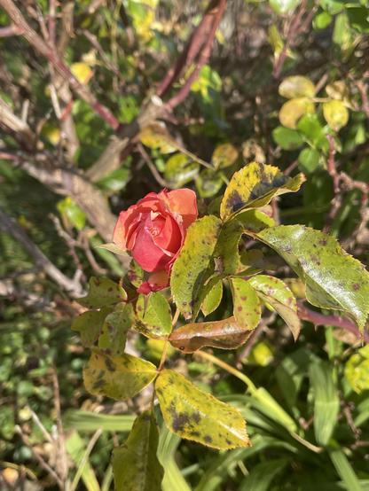 red rose in full bloom