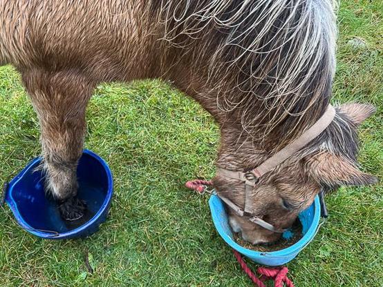 Lame horse with hoof soaking in a bucket while he eats.