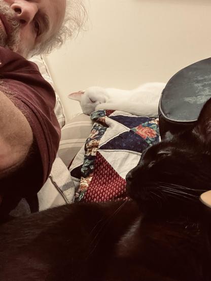 a human looks in from the upper left, a white cat curls up sleeping in the back and a black cat in the foreground turns his head toward the human