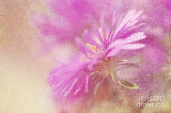 Honored that "Dewy Pink Asters" won the 10/6/2025 contest "All about Asters." Many thanks to contest administrator, Mary Lee Dereske, and everyone who voted for my image. Congratulations to the other winners!

https://fineartamerica.com/featured/dewy-pink-asters-lois-bryan.html

#art #giftideas #asters #flowers #LoisBryan #photography #NotAi 