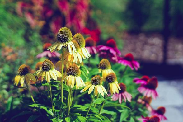 Two kinds of coneflower rise out of green foliage,  in front white and purple in the back,  the background is blured out but it looks like it could be  sidewalk and a fence