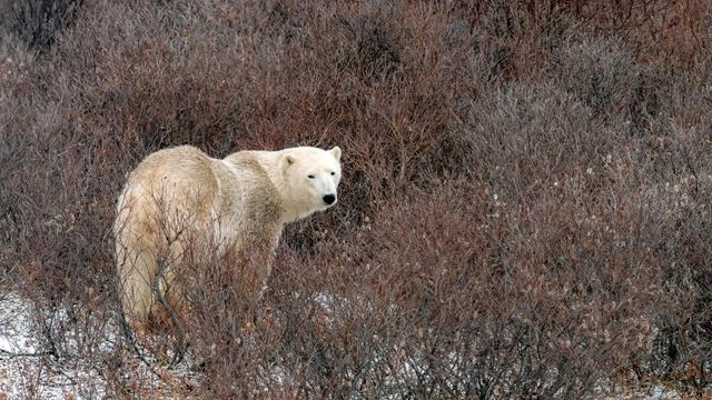Polar bear in Churchill, Manitoba, Canada