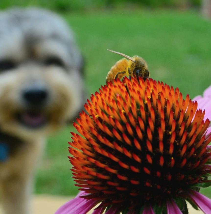 eine Biene, die sich auf der auffälligen, orange-roten Blüte einer Echinacea niedergelassen hat. Im Hintergrund ist verschwommen ein Hund zu sehen.  Es ist ein sonniger Tag,die Farben sind lebendig und klar.