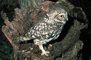 Mochuelo posado en un tocón de fresno. Está de perfil, mirando hacia la derecha. Su plumaje es marrón con manchitas blancas, más cerradas en la cabeza. Foto: Carlos Sanz ( https://carlossanzamigolobo.com/ )