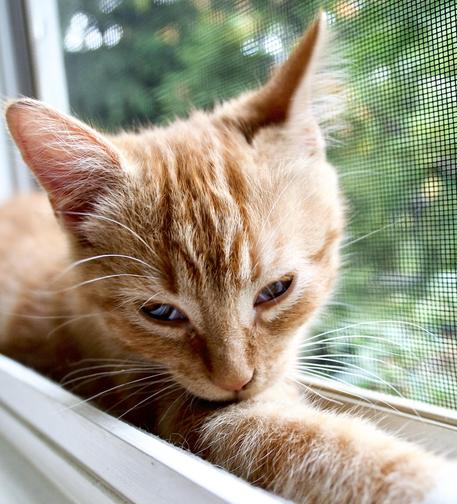 A little ginger kitten squeezes into a screened window frame, extending its paws. 