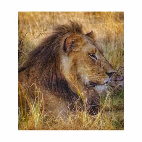 This is an art edited colour photo of the profile of a male lion resting in dry, golden grass. Its intense gaze looks to the right, conveying strength, calm and camouflage in the African savanna of the Okavango Delta.