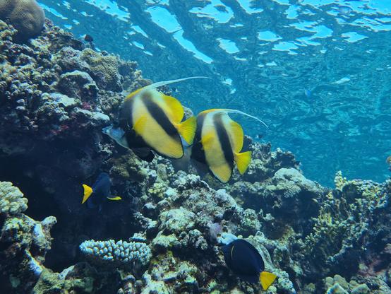 Rotmeer-Wimpelfisch, Soni Bay, 11/25