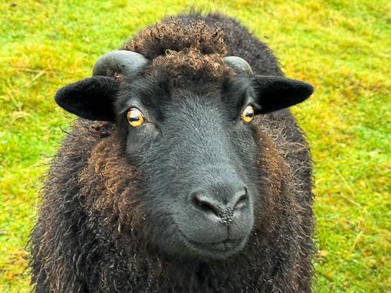 Gussie, black Shetland sheep