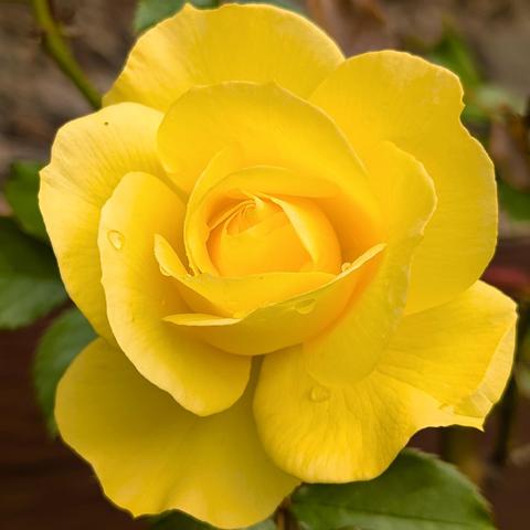 A newly bloomed yellow rose with lingering rain drops on its petals from this morning's rain shower. Photograph CC BY-SA Kate Zimmerman.

 Song lyrics by BTS and Charli xcx.
