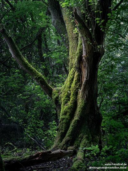 In the heart of a dense woodland, an ancient tree stands as a testament to time, its gnarled roots twisting like veins into the forest floor. Thick layers of vibrant green moss cloak its trunk and sprawling branches, breathing life into the weathered bark. The surrounding forest is a lush tapestry of ferns and leaves, their varying shades of green creating a tranquil, almost enchanted atmosphere.

Dappled sunlight filters through the canopy above, casting soft, shifting patterns on the mossy gr…